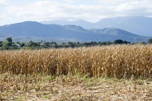 Pakhouse-Maize-in South-Africa