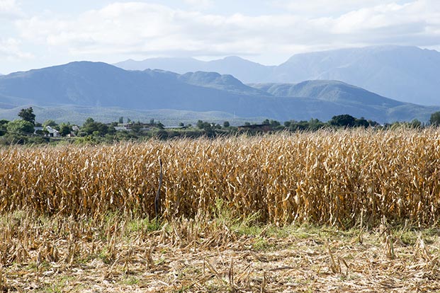 Pakhouse-Maize-in South-Africa