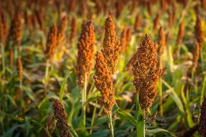 Pakhouse-sorghum-grain