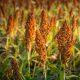 Pakhouse-sorghum-grain