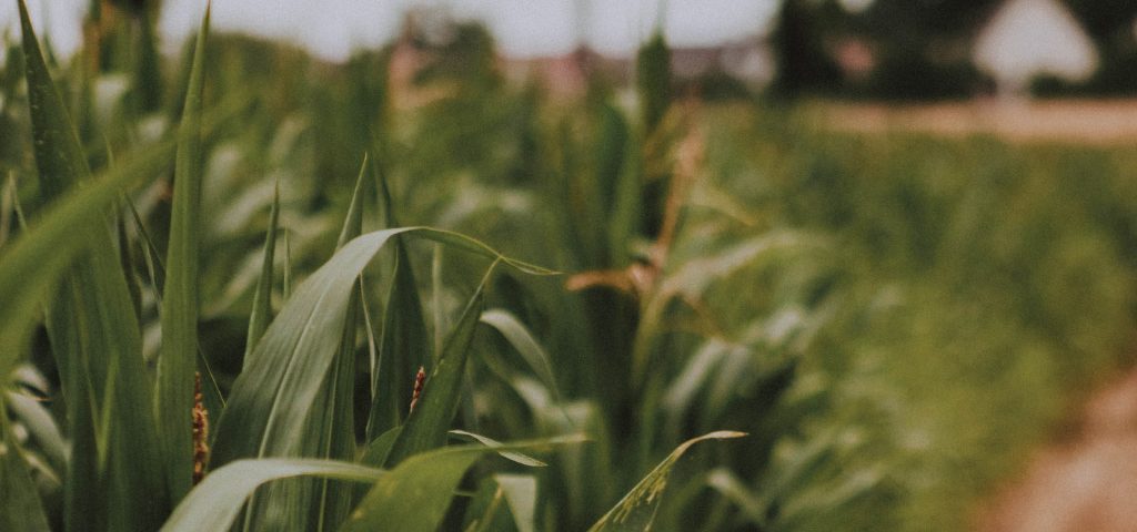 winter-crop-harvest-forecast-south-africa