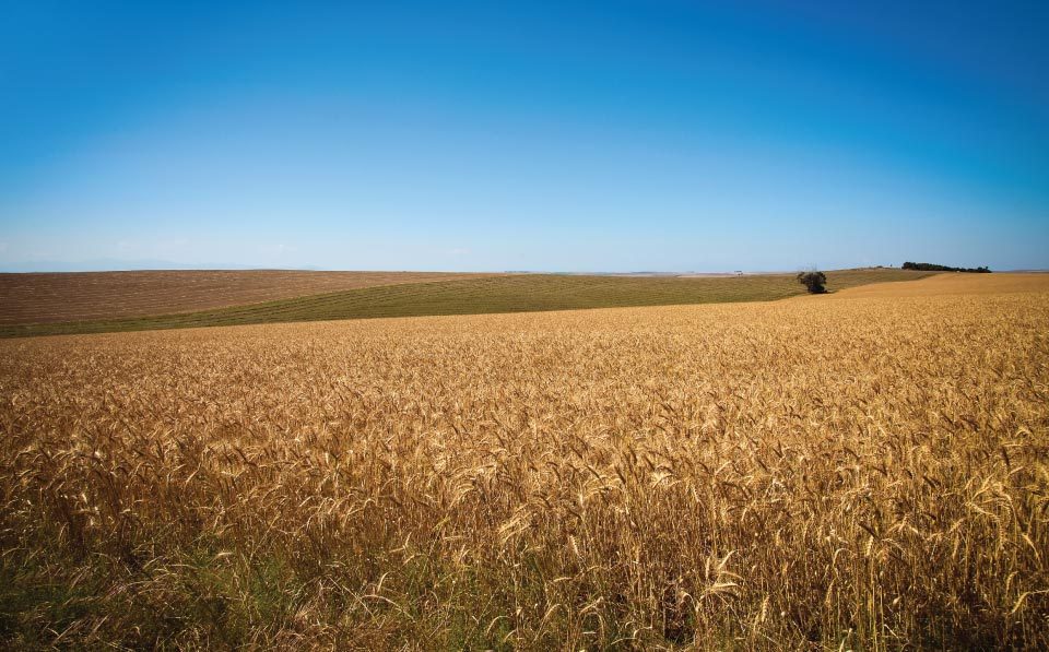 south-african-wheat-import