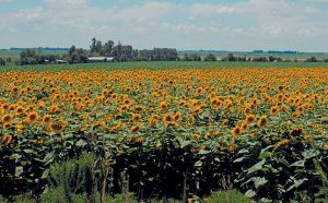 pakhouse-crop-harvest-south-africa