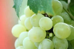 table-grapes-south-africa