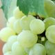 table-grapes-south-africa