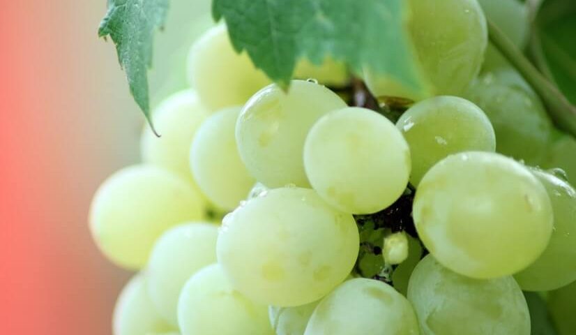 table-grapes-south-africa