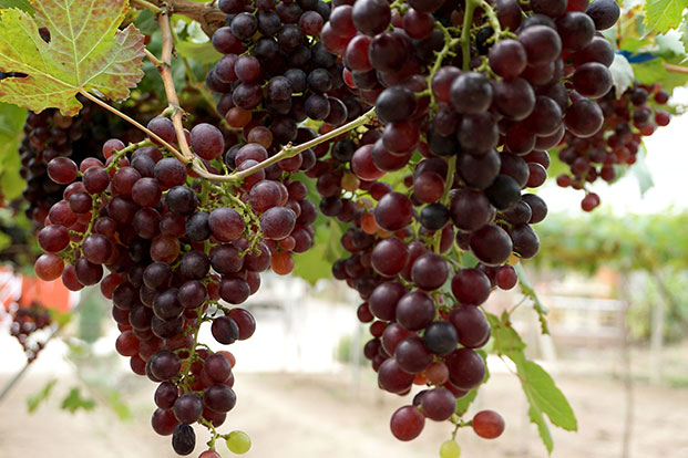 packhouse-table-grapes-south-africa