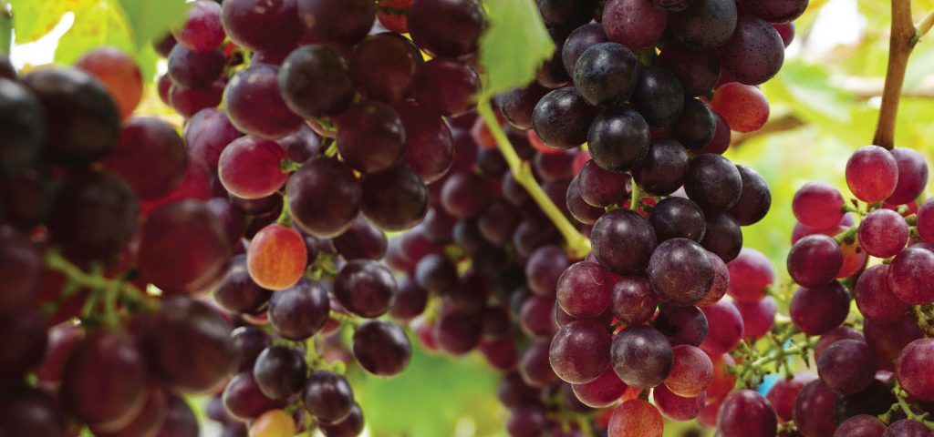 Pakhouse-South-African-Table-Grapes-Industry