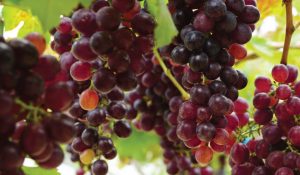 Pakhouse-South-African-Table-Grapes-Industry