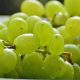 Pakhouse-Table-Grapes-South-Africa