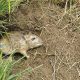 Pakhouse-gerbils - and summer-grain-production