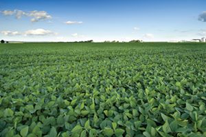 Pakhouse-Global-Soybean-Market