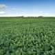 Pakhouse-Global-Soybean-Market