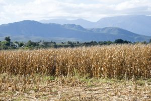 Pakhouse-South-Africa's-maize-production