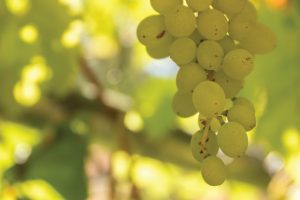 Pakhouse-table-grape-grower-exporter