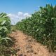 Pakhouse-South-Africa's-Maize-Outputs