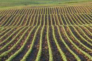 Pakhouse-Soy-Industry-South-Africa