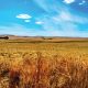 Pakhouse-Agriculture-South-Africa