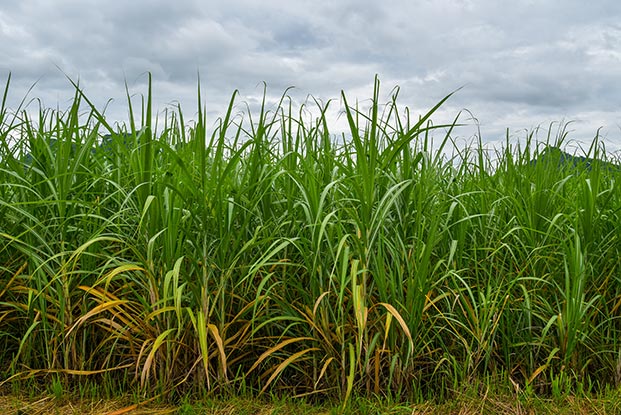 Pakhouse-Sugar-Tax-South-Africa