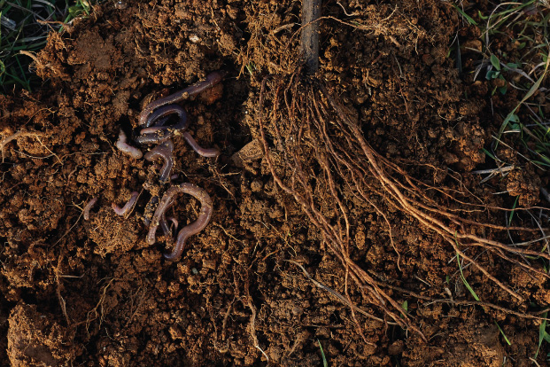 pakhouse-earthworms improve soil quality