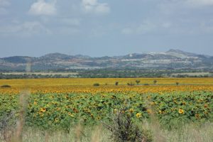 pakhouse-agri-processing of oilseeds