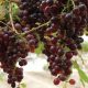 Pakhouse-table-grapes