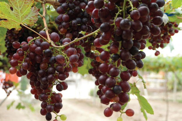 Pakhouse-table-grapes